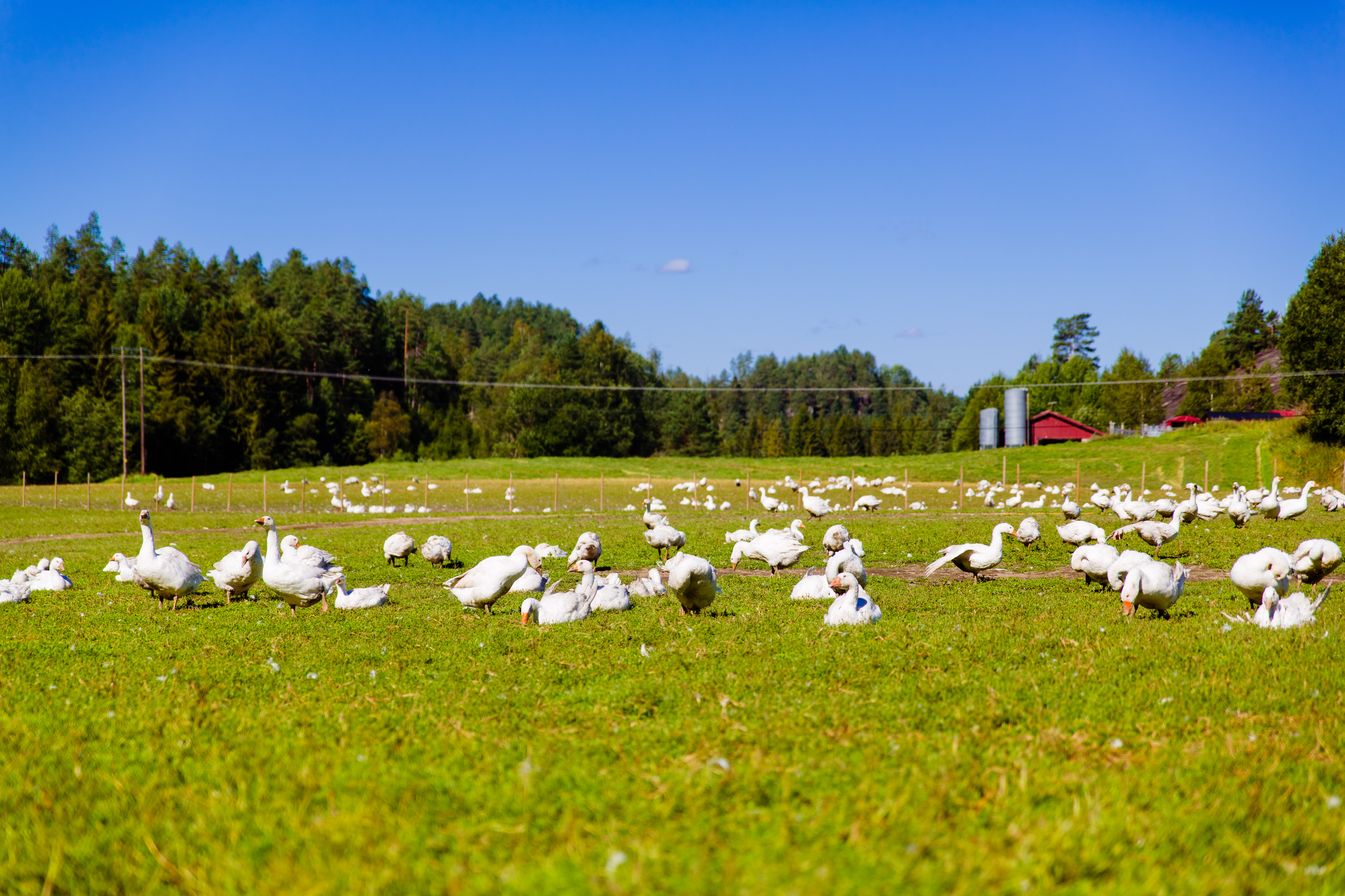 Illustrasjonsbilde - Gås