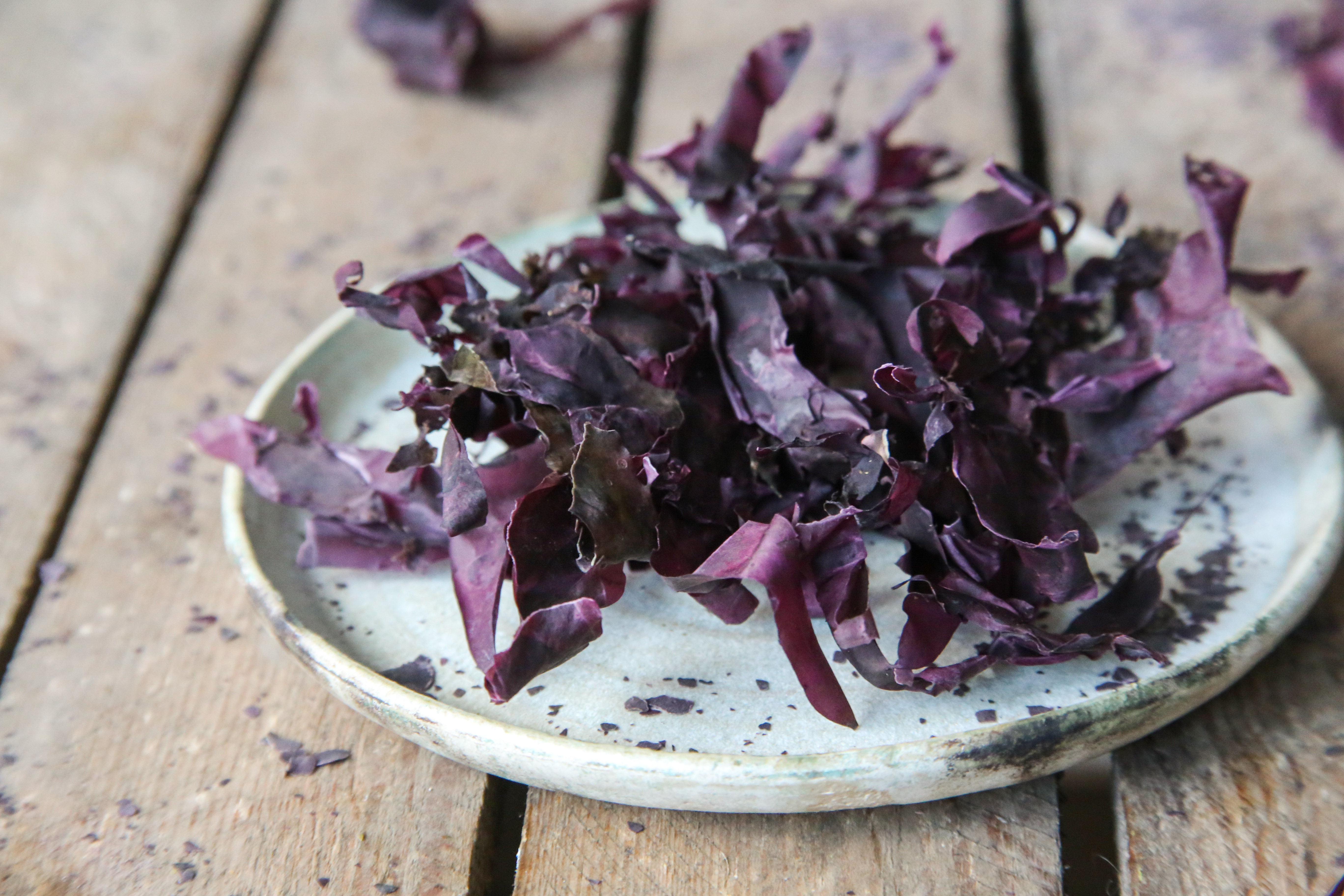 Bilde-1 Søl / Dulse 