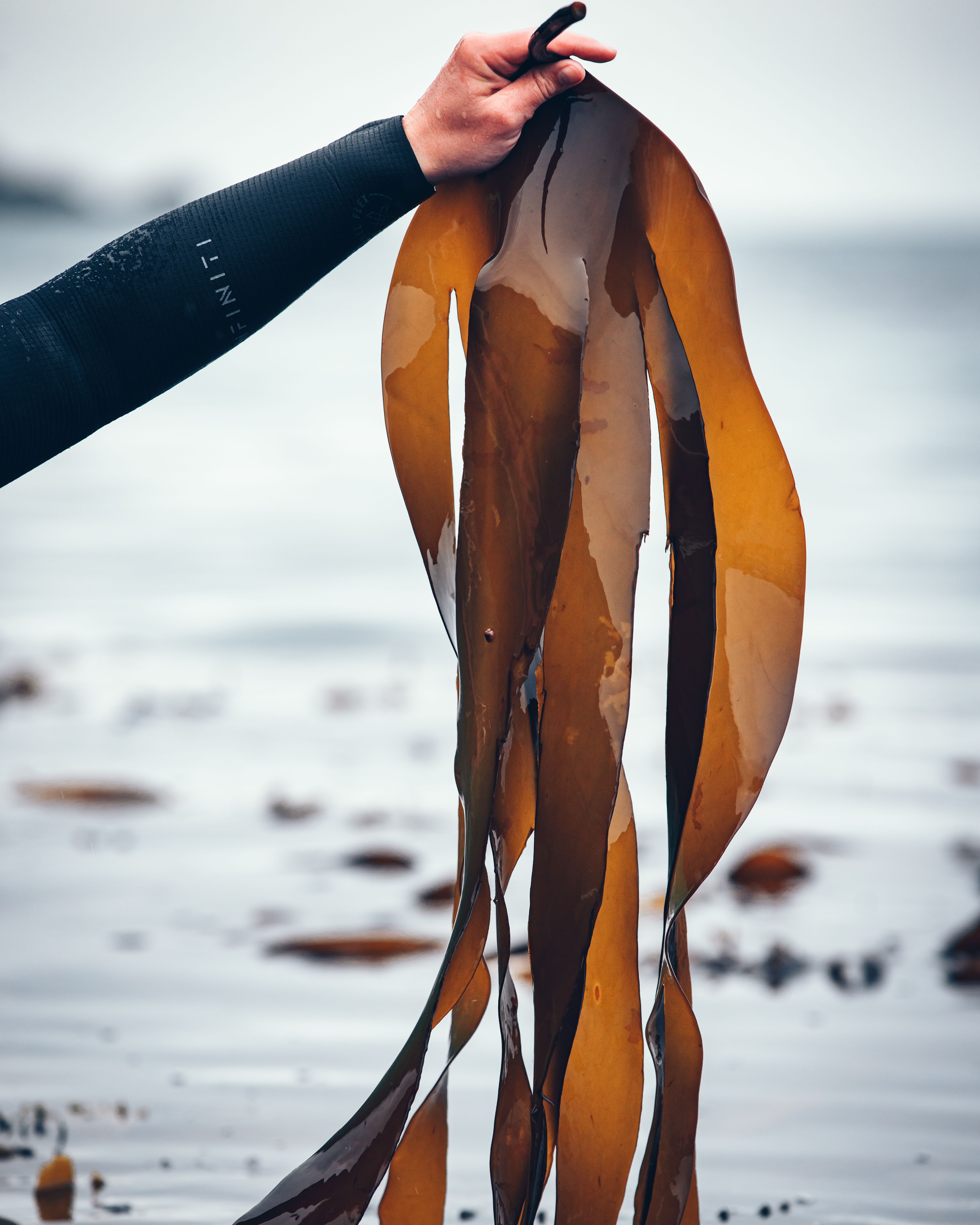 Illustrasjonsbilde - Fingertare/ Kombu 