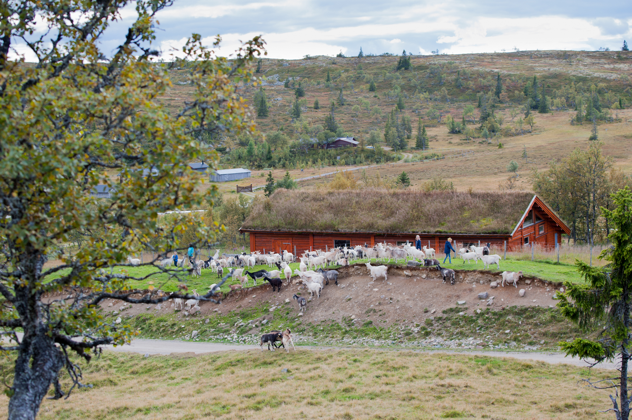 Illustrasjonsbilde - Bryn Gardsmeieri
