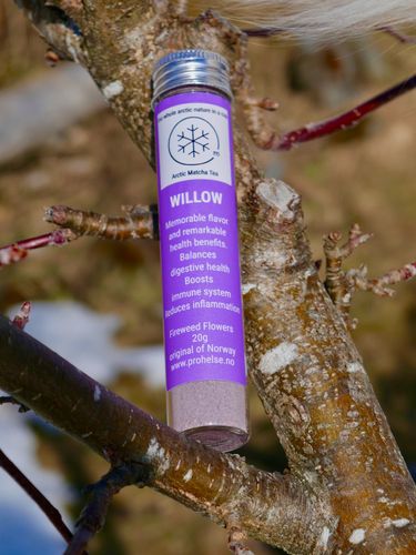 Illustrasjonsbilde - Willow Arctic Matcha