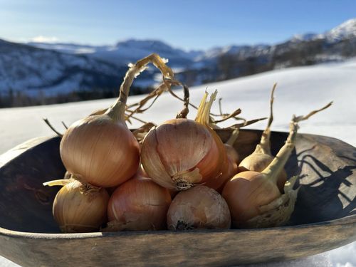 Illustrasjonsbilde - Fjelløk - Gul kepaløk