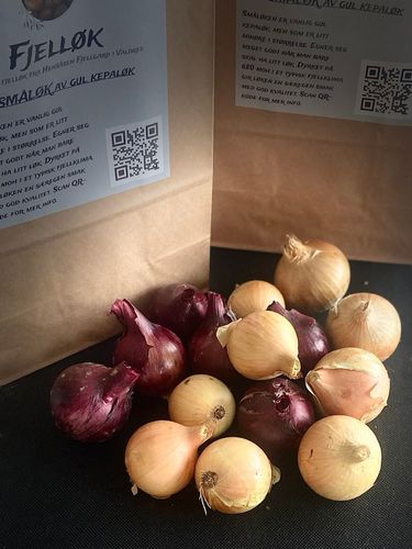 Illustrasjonsbilde - Fjelløk - Småløk av gul kepaløk